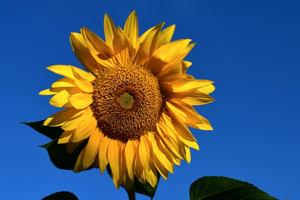 Sky macro blooming