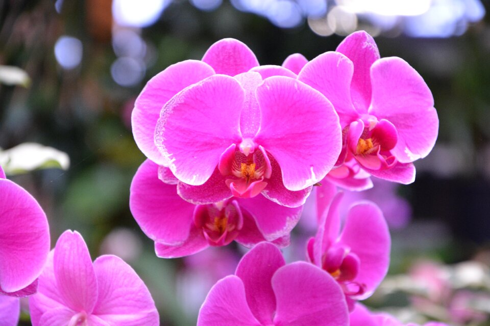 Decoration collection botany