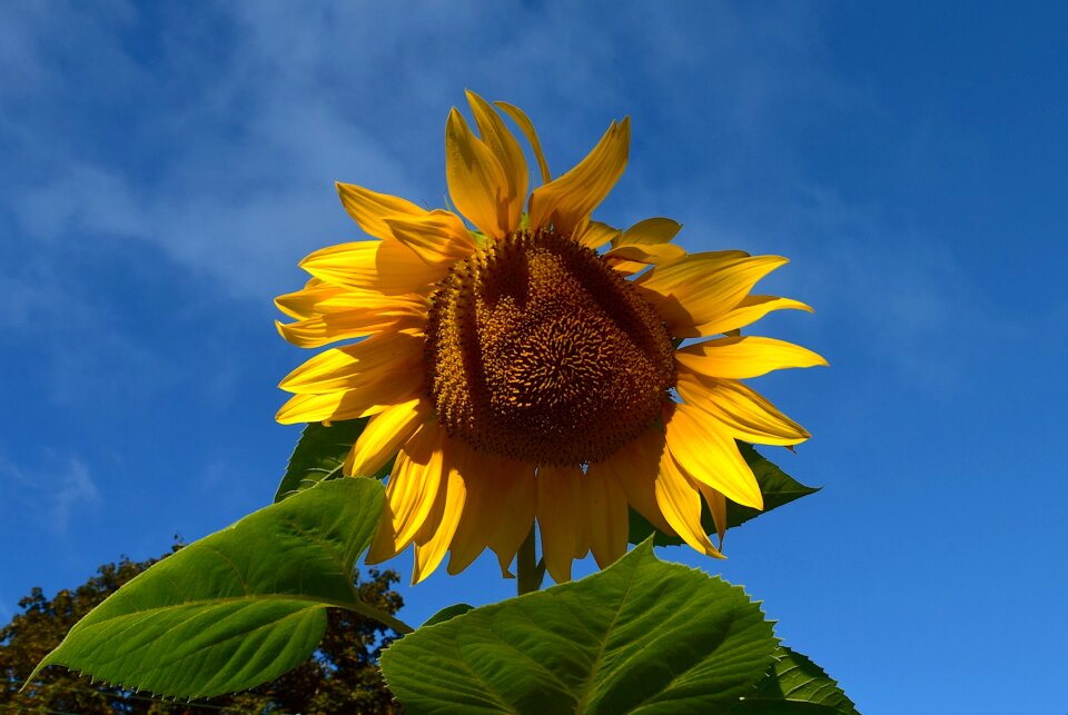 Sky macro blooming