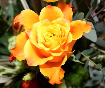 Orange flowers blossom bloom photo