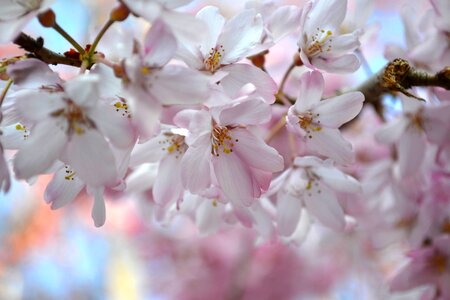 Blossom nature cherry