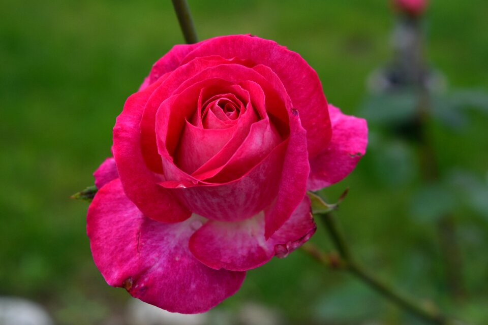 Petal garden flowers photo