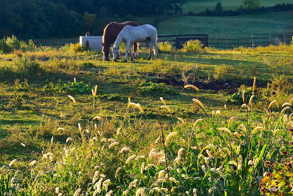 Nature summer landscape
