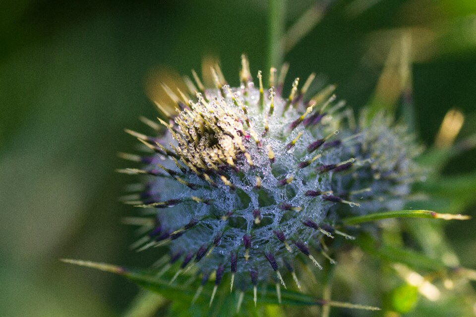 Botanical head flora