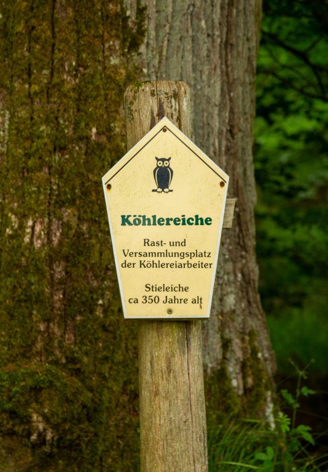 Luettenhagen Neuer Damm Koehlereiche 04