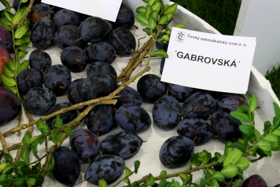 Lukov2014 a Flora 150