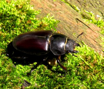 Lucanus cervus Kiev1 photo