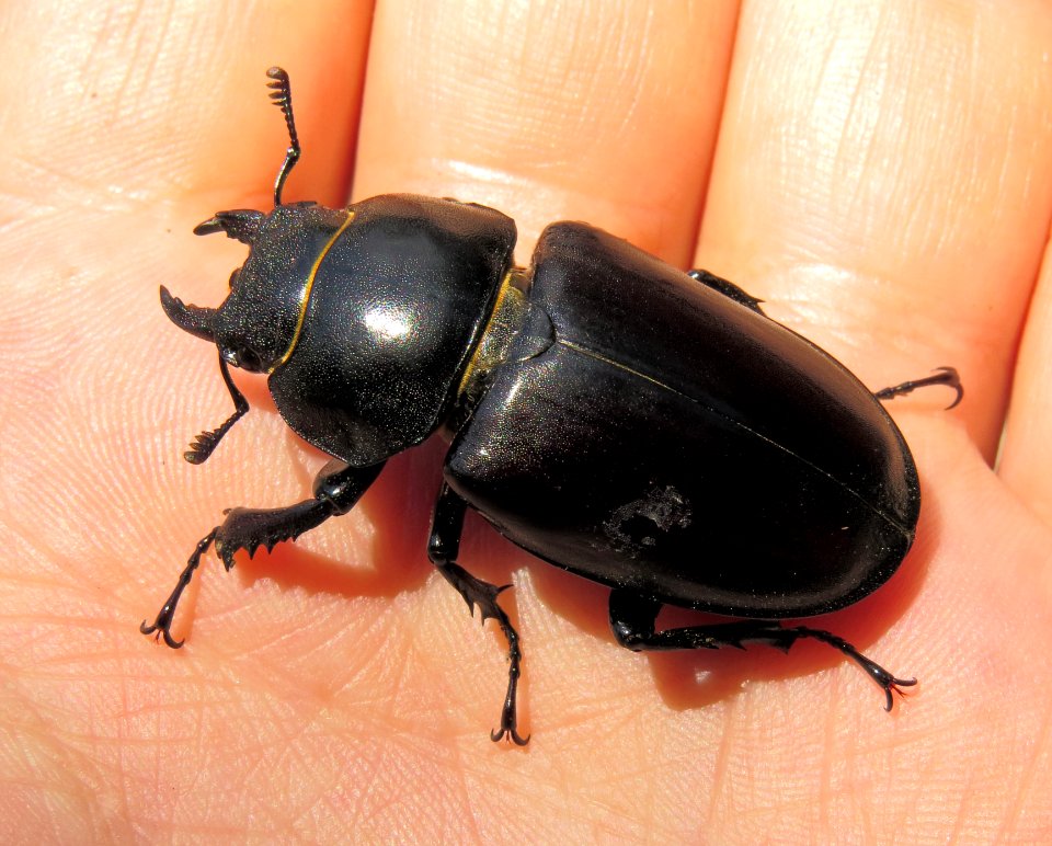 Lucanus cervus Kiev3