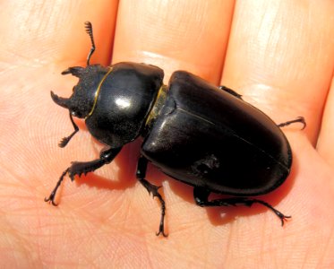 Lucanus cervus Kiev3