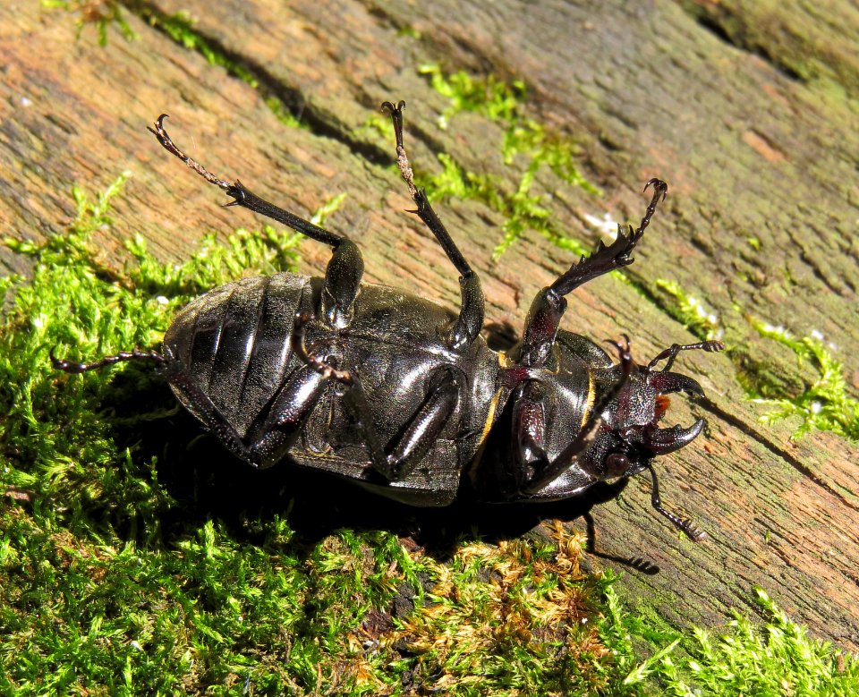 Lucanus cervus Kiev4