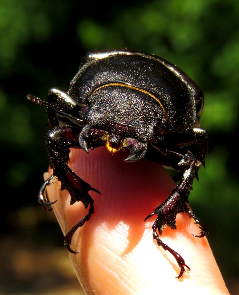 Lucanus cervus Kiev2