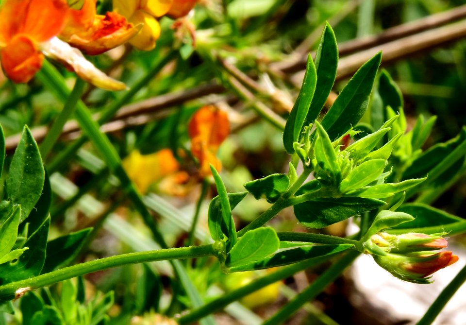Lotus corniculatus Kiev3