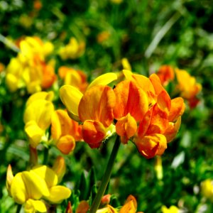 Lotus corniculatus Kiev2