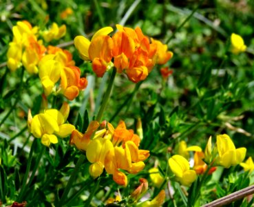 Lotus corniculatus Kiev1