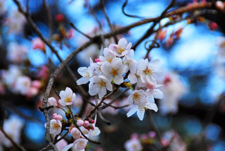 Blossom nature cherry photo