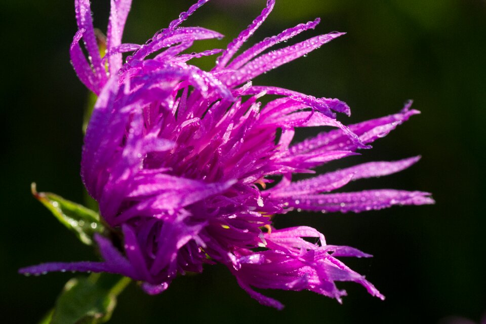 Flower nature wild