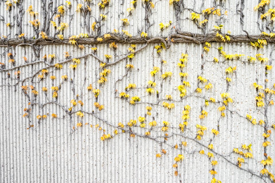Yellow flower plants