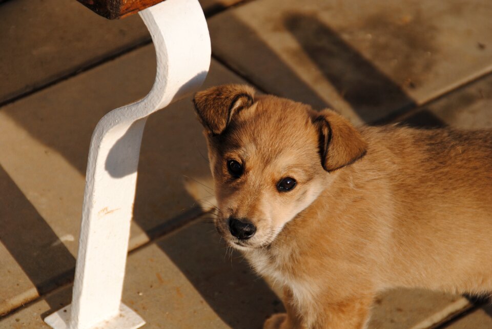 A wall outdoors animal