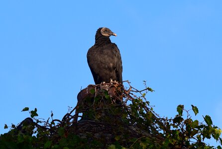 Looking bird nature