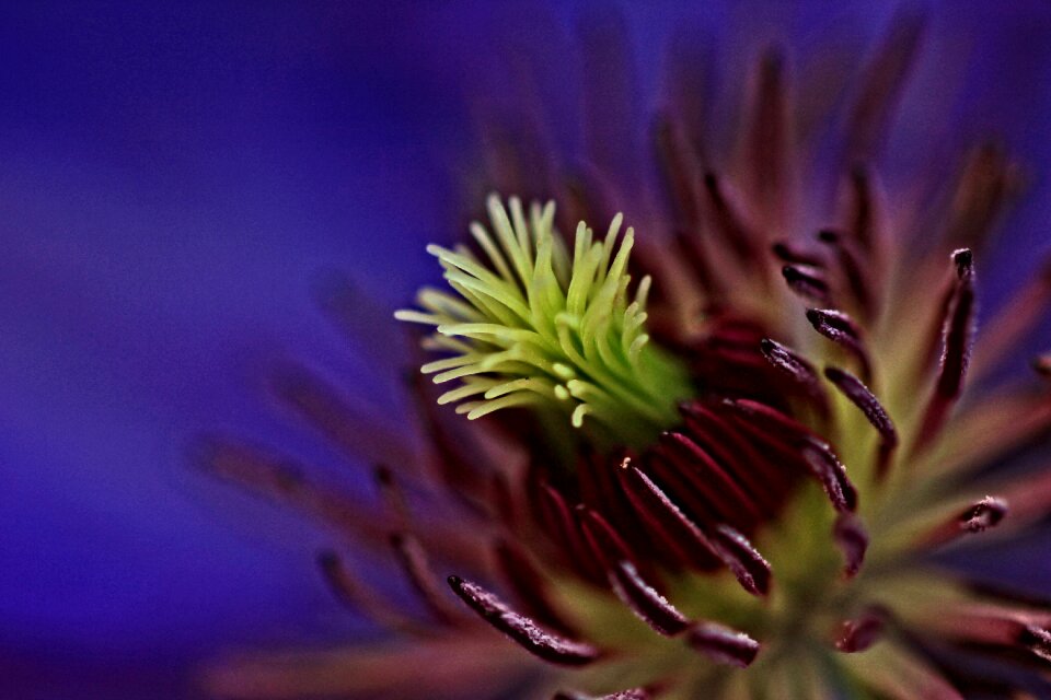 Flower purple nature