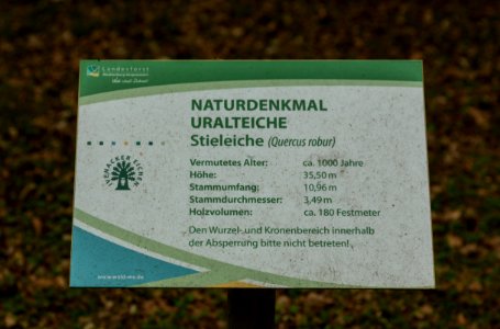 Ivenacker Tiergarten Ivenacker Eichen Uralteiche 13