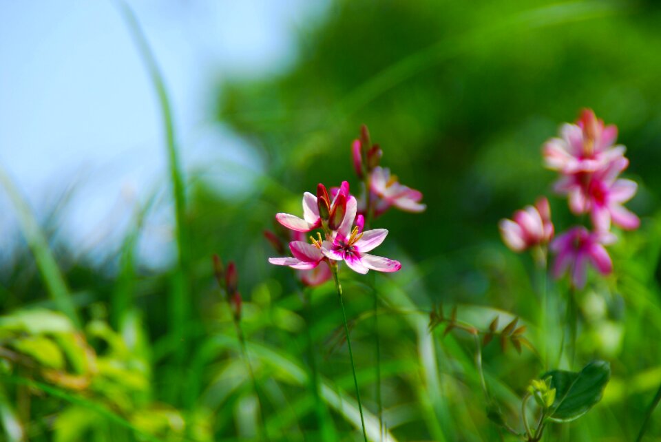 Nature floral plant