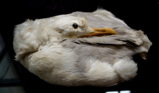 Modische Raubzüge - Eine Ausstellung in der Textilfabrik Cromford (038)