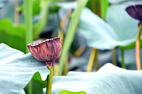 Kite plants hydrangea photo