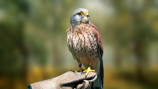 Animal wing kestrel photo