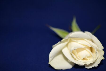 White rose wedding invitation photo