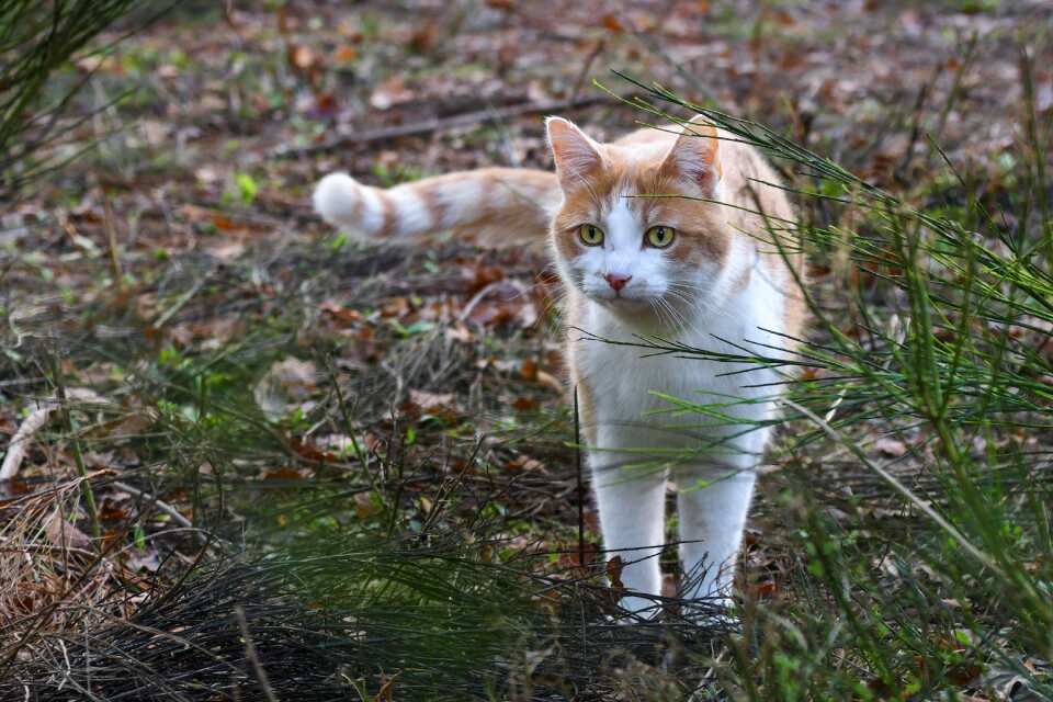 Animal feline field