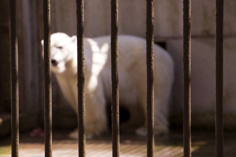 Polar white animal