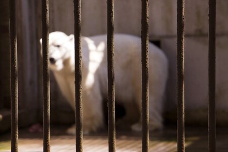 Polar white animal