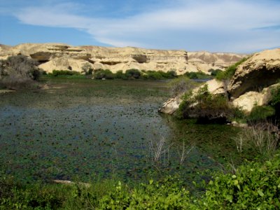 Mini oasis in the namibe desert, Angola photo