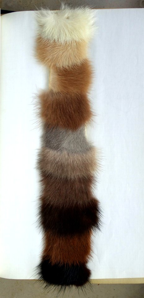 Mink colours (examples, 1964)
