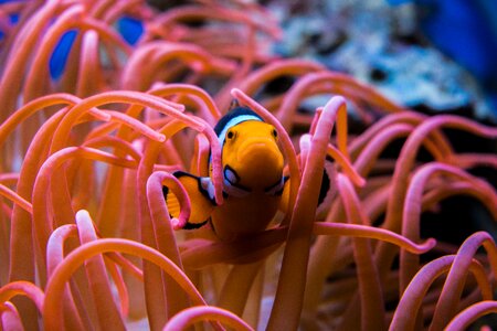 Underwater ocean coral photo