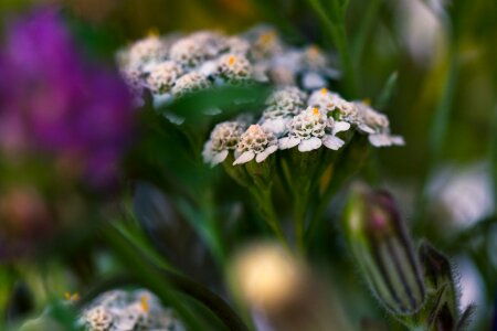 Bloom bouquet wild flower photo