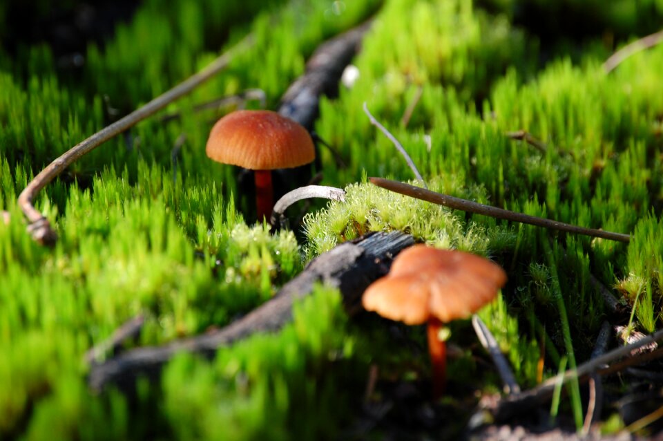 Magic nature woodland