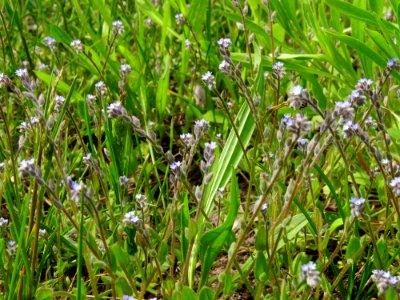 Myosotis stricta Zazymya1