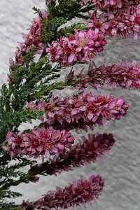 Myricaria germanica7013u