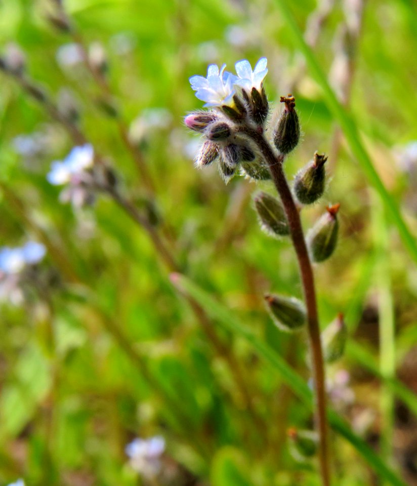 Myosotis stricta Zazymya3