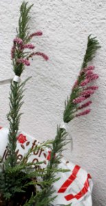 Myricaria germanica7017u