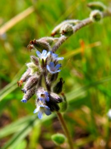 Myosotis stricta Zazymya2