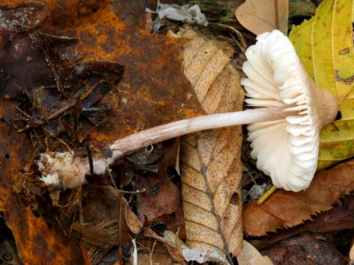 Mycena zephirus Kiev 3