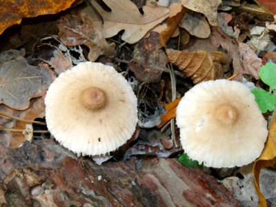 Mycena zephirus Kiev 1