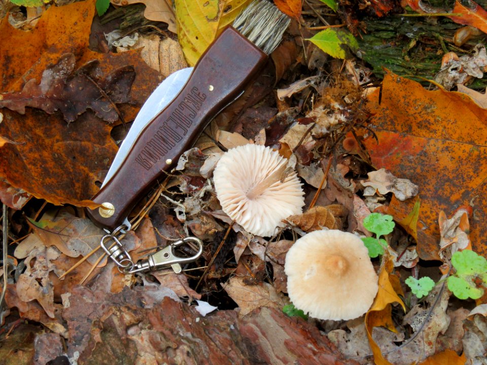 Mycena zephirus Kiev 2