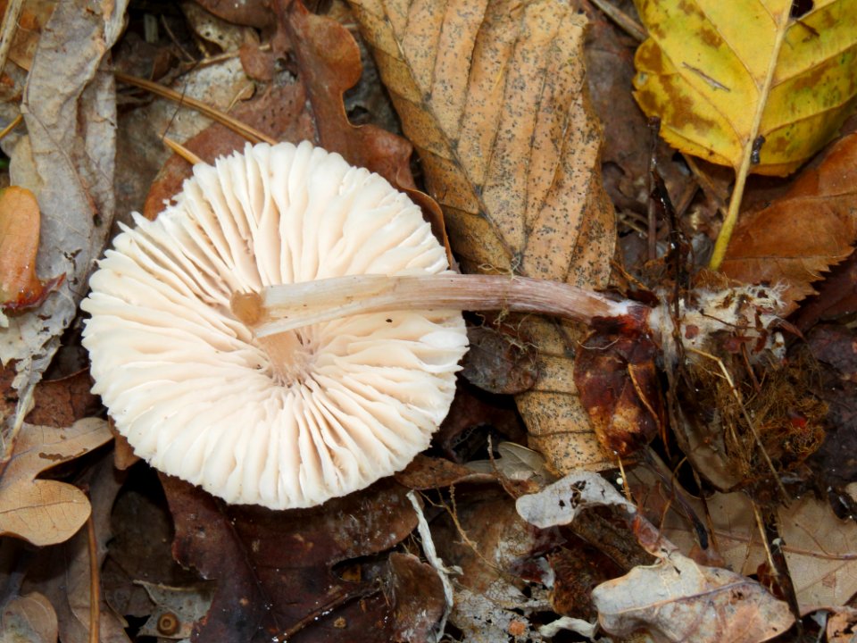 Mycena zephirus Kiev 4