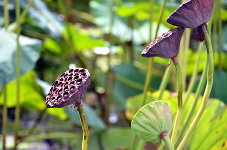 Kite plants hydrangea