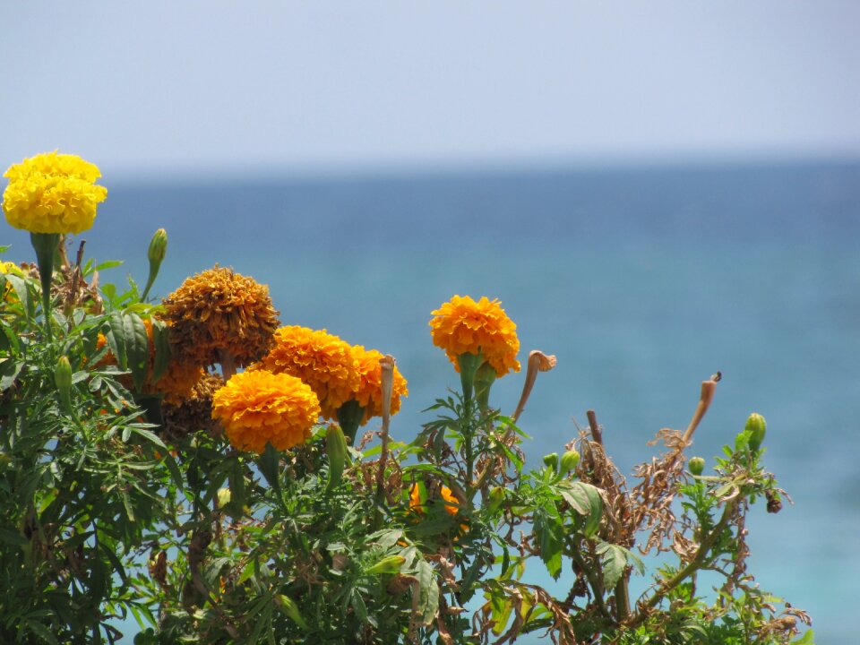 Flower yellow flower floret