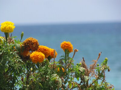 Flower yellow flower floret